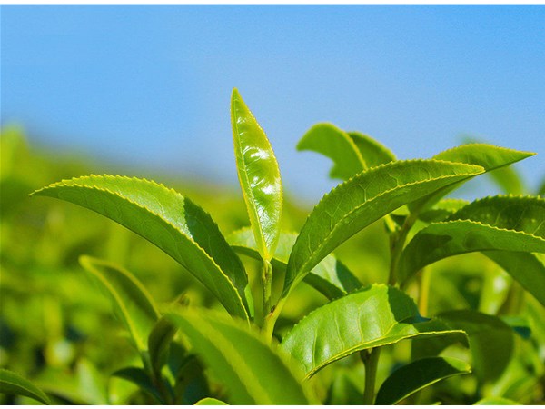 茶葉的采摘技術(shù)，較佳種植時(shí)間？